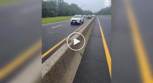 Мужчина пришел на помощь опоссуму