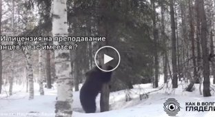 Соцсети посмеялись над медведем из Башкирии