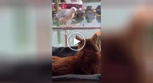 Conversation between a cat and a seagull