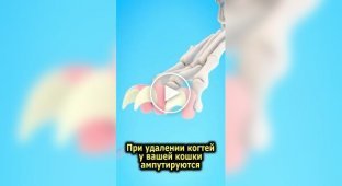 Последствия удаления когтей у кошек