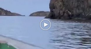 In Canada, a moose was filmed jumping from a cliff into the water