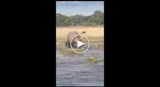 Слон растоптал крокодила в Замбии