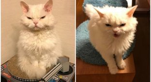 Чирико - вечно недовольная кошка из Японии (31 фото)