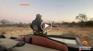 Антилопа перехитрила диких собак и бегемотов в ЮАР