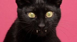 "Палитра эмоций" котов в объективе немецкого фотографа Нильса Якоби (15 фото)