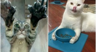 30 photos with the main cat weapon - claws (31 photos)