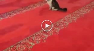 The cat took a shit in the Suleymaniye Mosque - one of the holiest places in Istanbul