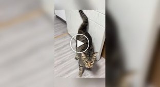 З життя котів