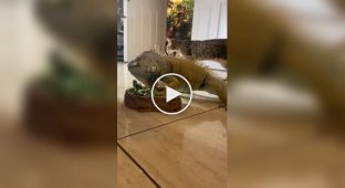 Реакція кішок на Ігуану