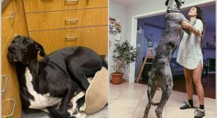 15 cutest Great Danes who don't realize how big they are (16 pics)