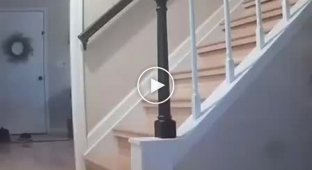 Careless dog fell down the stairs