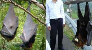 What the world's largest bat looks like (5 photos)