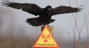9 самых радиоактивных мест в России (10 фото)