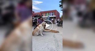 A dog picks up its owner from school