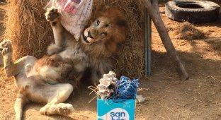 Спасенный лев пришел в бешеный восторг, когда ему вручили пасхальный подарок (4 фото)