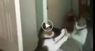 A cat getting ready for a fight