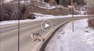 A lynx and her cubs carefully cross the highway in the mountains
