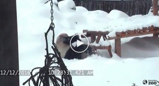 Панда играет в снегу