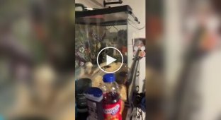 Питон и крыса неожиданно «подружились» и стали жить вместе