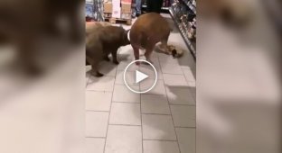 The piglets got drunk on alcohol in the store