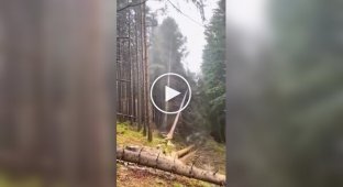 Лісоруби за роботою