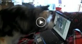 Забавная реакция собаки на свое хоум видео