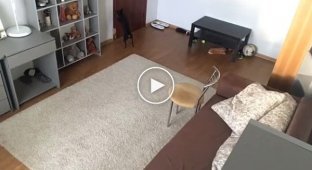 The girl left the dog alone at home and recorded on video what she was doing.