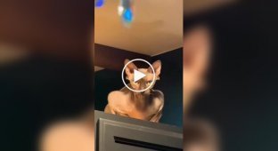 Добірка котів-шпигунів