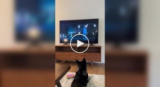 Собака виє разом із героїнею серіалу