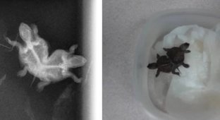 Сиамские близнецы-черепахи (2 фото + 2 видео)