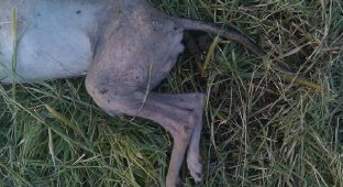 Охотник в Миссисипи подстрелил неведомую зверушку (9 фото)