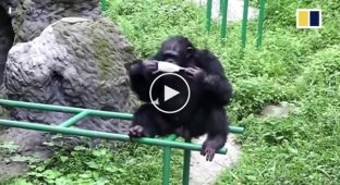 Шимпанзе в Китае, подражая смотрителям зоопарка, моет руки и носит маску
