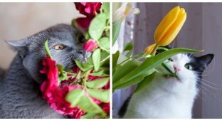 Cats that eat flowers (23 photos)