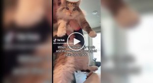 A tooth for 5 thousand dollars: the owner chose a gold crown for her cat