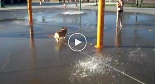 Собака которая очень любит купатьс в фонтане