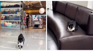 Pet store owners rescued a stray cat and now she lives in a shopping center (11 photos)