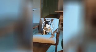 Guy Gives His Bulldog a Romantic Lady and the Tramp-Style Dinner