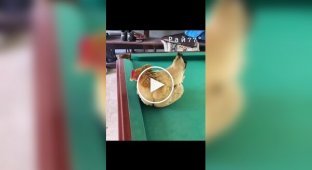 Курка пригріла кулі для більярду