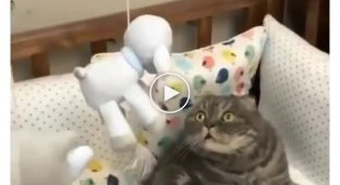Смешной кот в шоке от игрушки