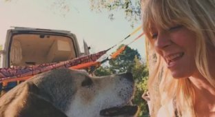 Американка приютила бездомного пса, который бежал за её такси (4 фото)