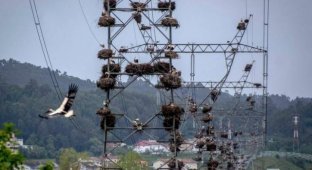 Прикольные картинки. Выпуск 3860