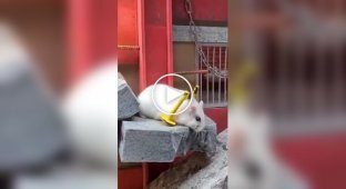 Hamster escapes from prison