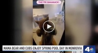 The mother bear brought her cubs to swim in the pool of someone else's house