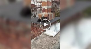 Кошка с причудливым окрасом шерсти