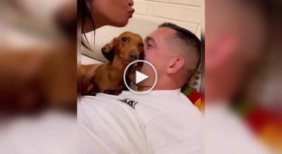 Dachshund prevents woman from kissing her husband