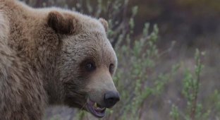 A 72-year-old man killed a bear that attacked him (3 photos)