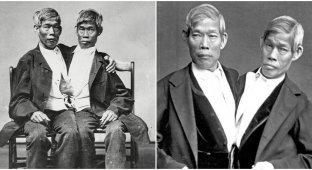 История братьев Банкер, благодаря которым появился термин "сиамские близнецы" (6 фото)