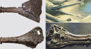 Ученые идентифицировали доисторического крокодила спустя 250 лет после находки (5 фото)