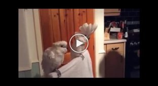 Dancing and dancing. A guy sings to his parrots