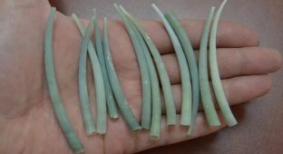 Лопатоногі молюски: величезні «зуби» в 18 см на дні океану (8 фото)